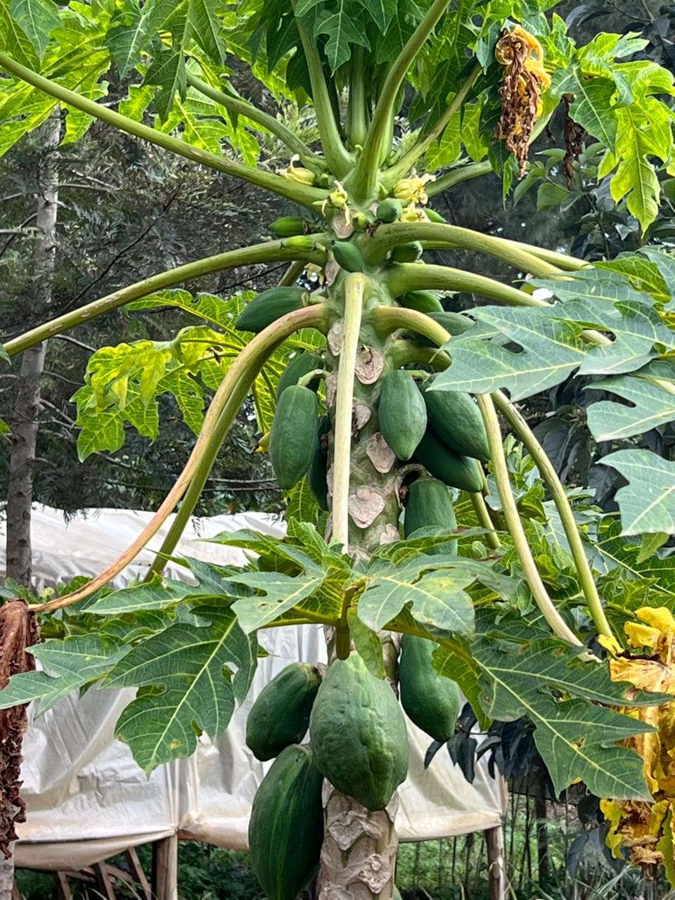 Papaya tree on OKIRAT farm