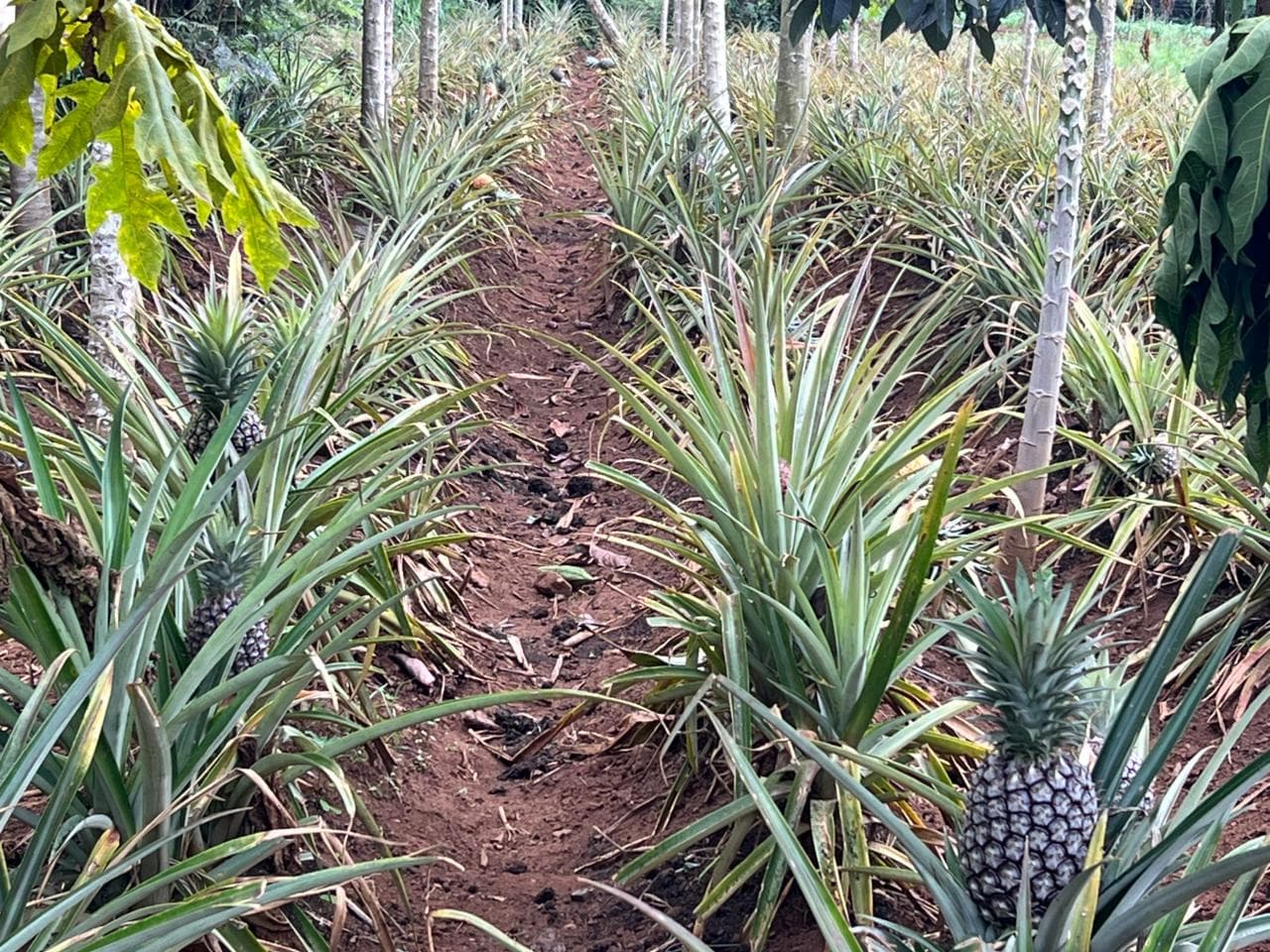 Pineapple field at OKIRAT
