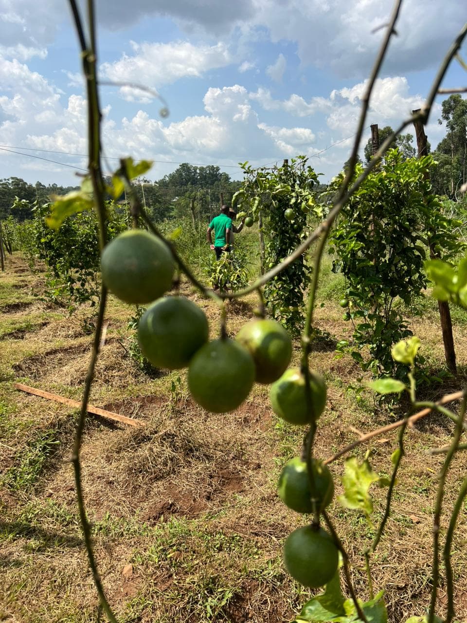 Worker tending passion fruit field