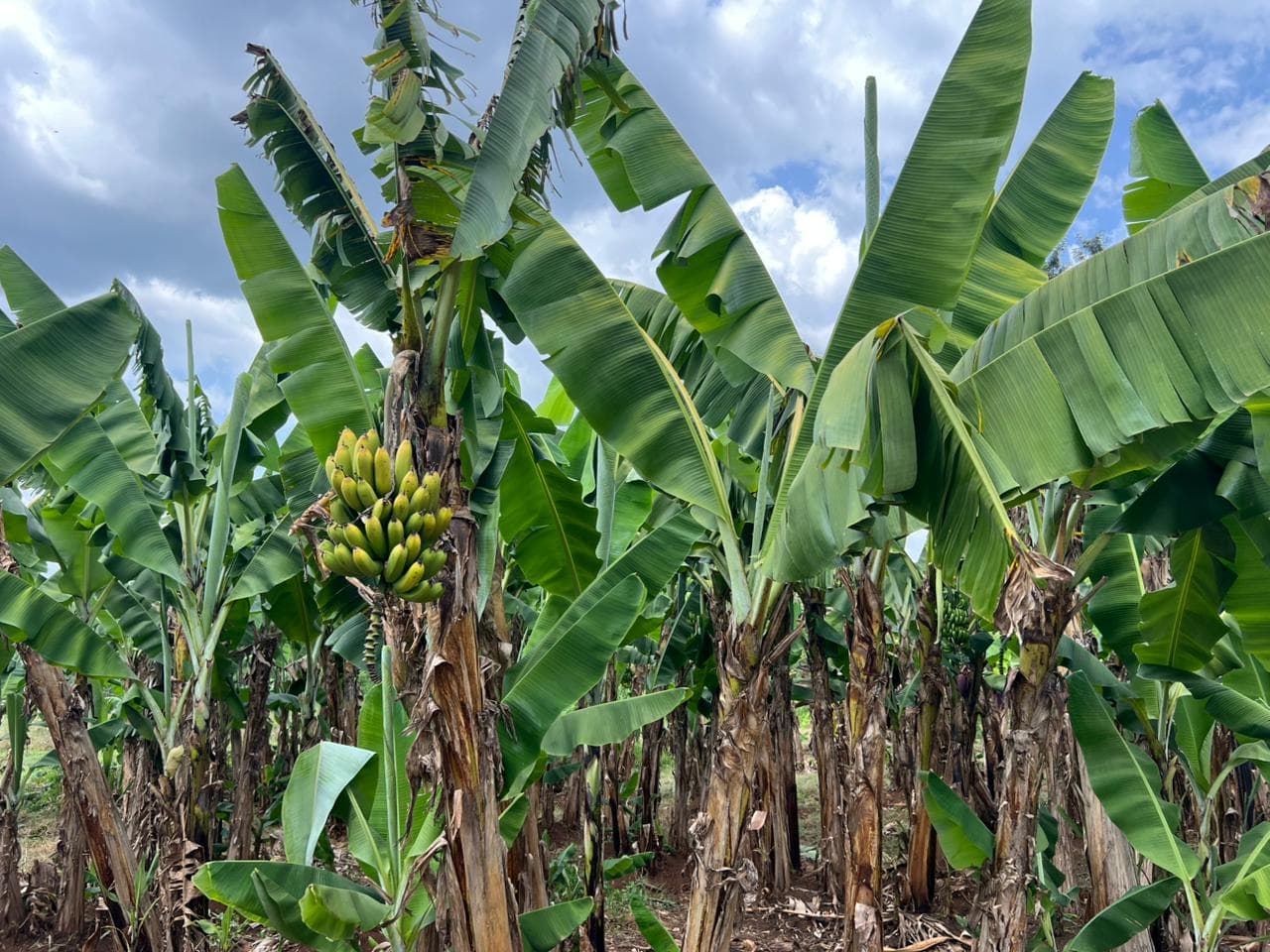 Banana plantation on OKIRAT farm