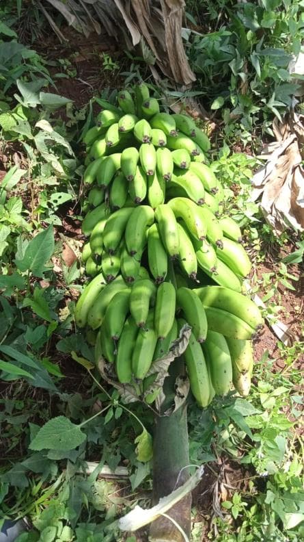 Diploma in Agribusiness