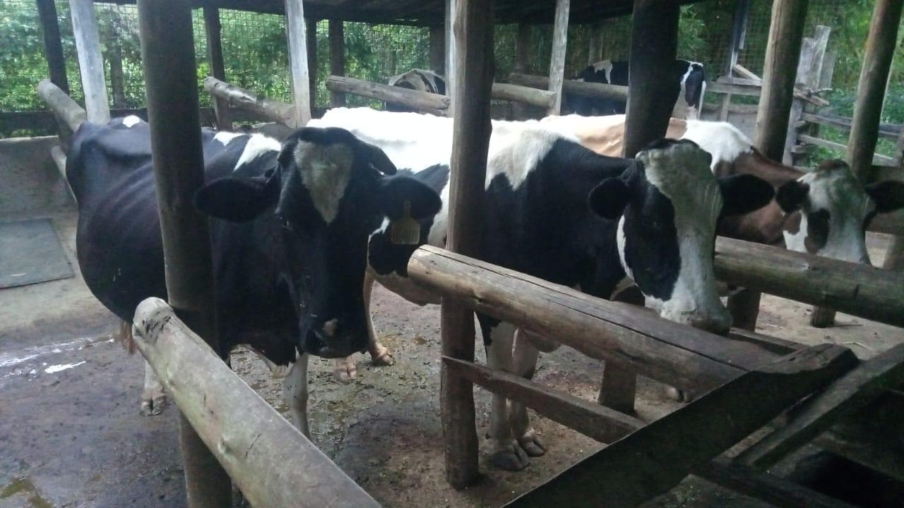 Dairy cows at OKIRAT