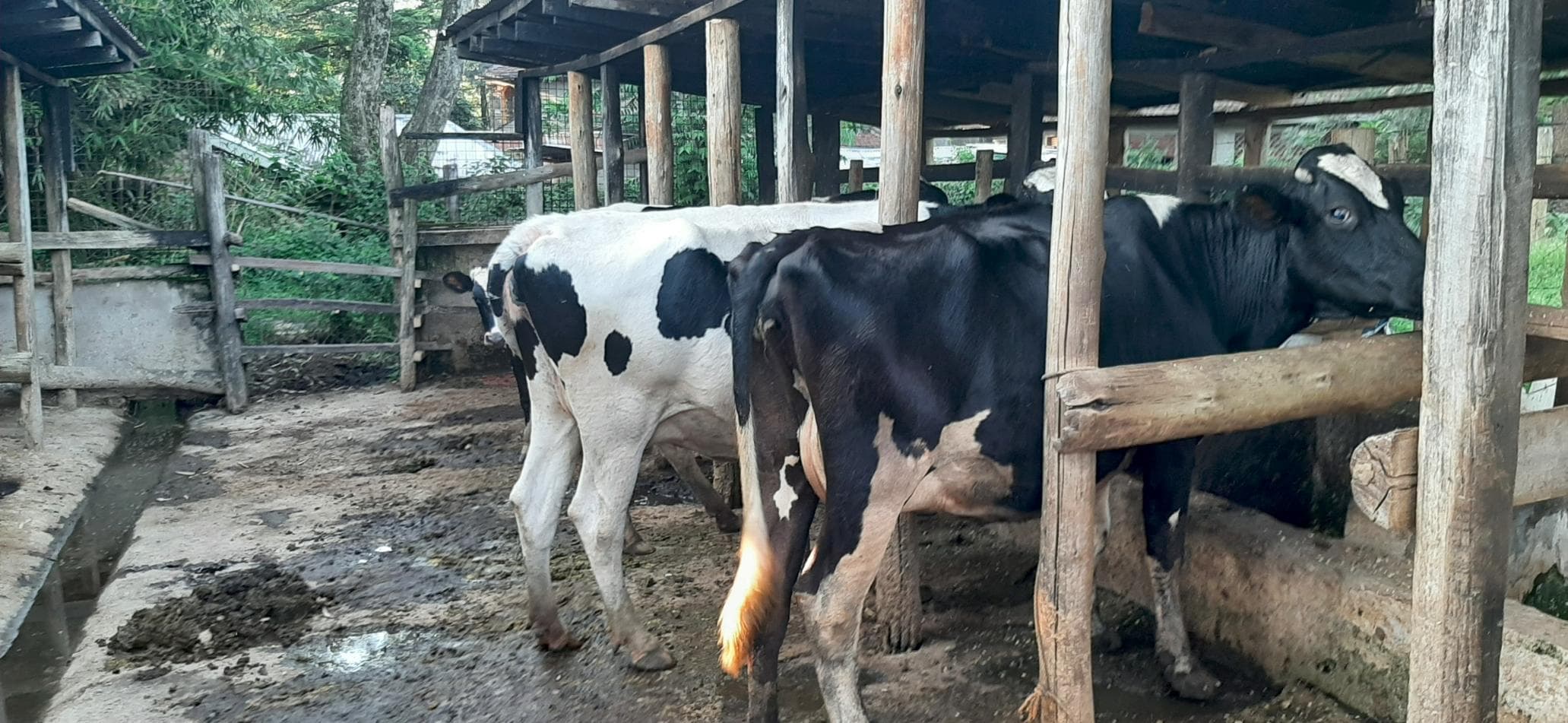 Certificate in Livestock Production