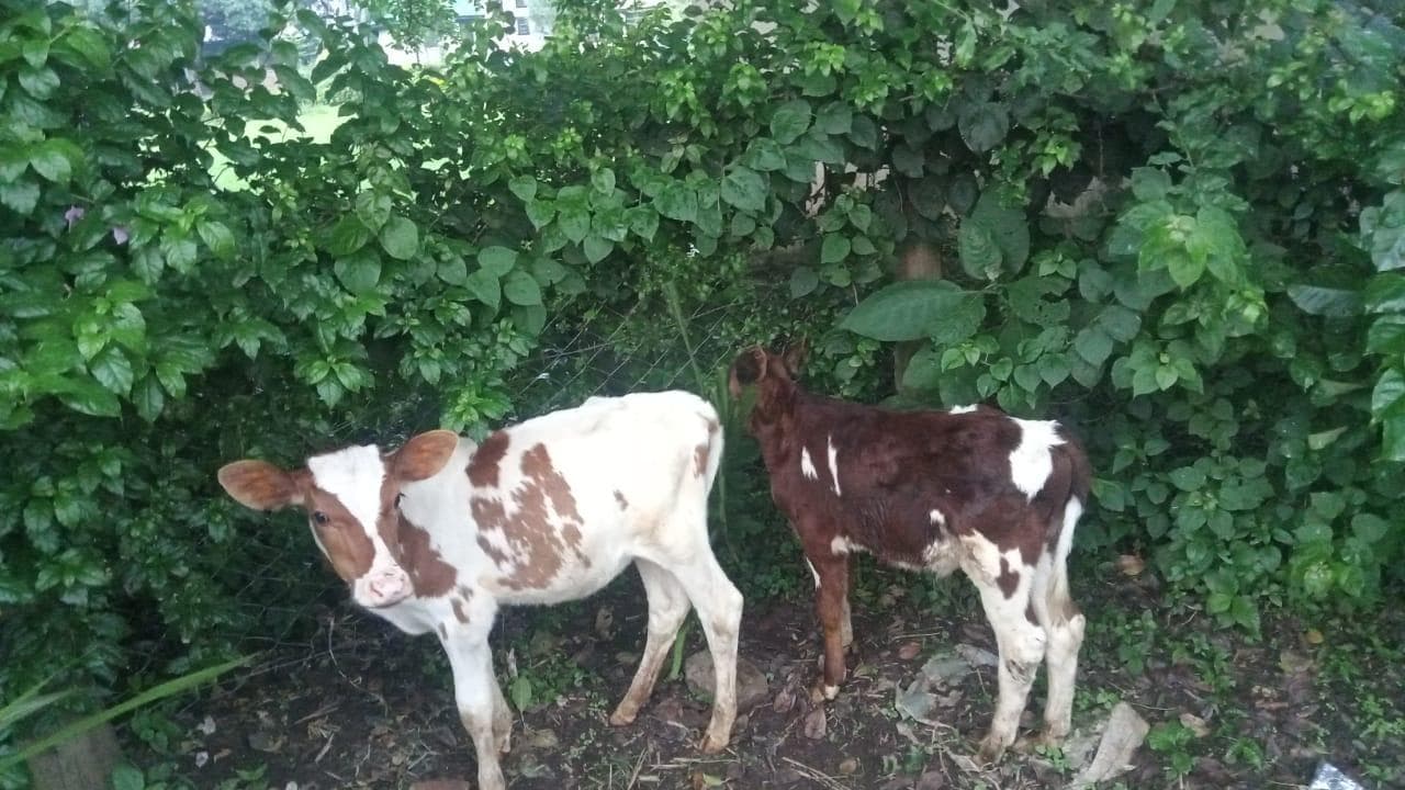 Livestock Production & Care