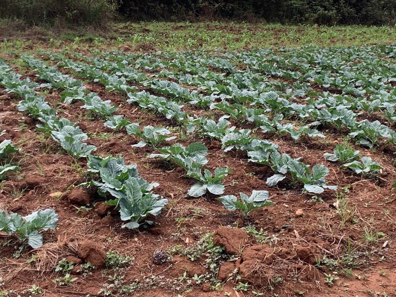 Rows of leafy green plants growing in reddish-brown soil.