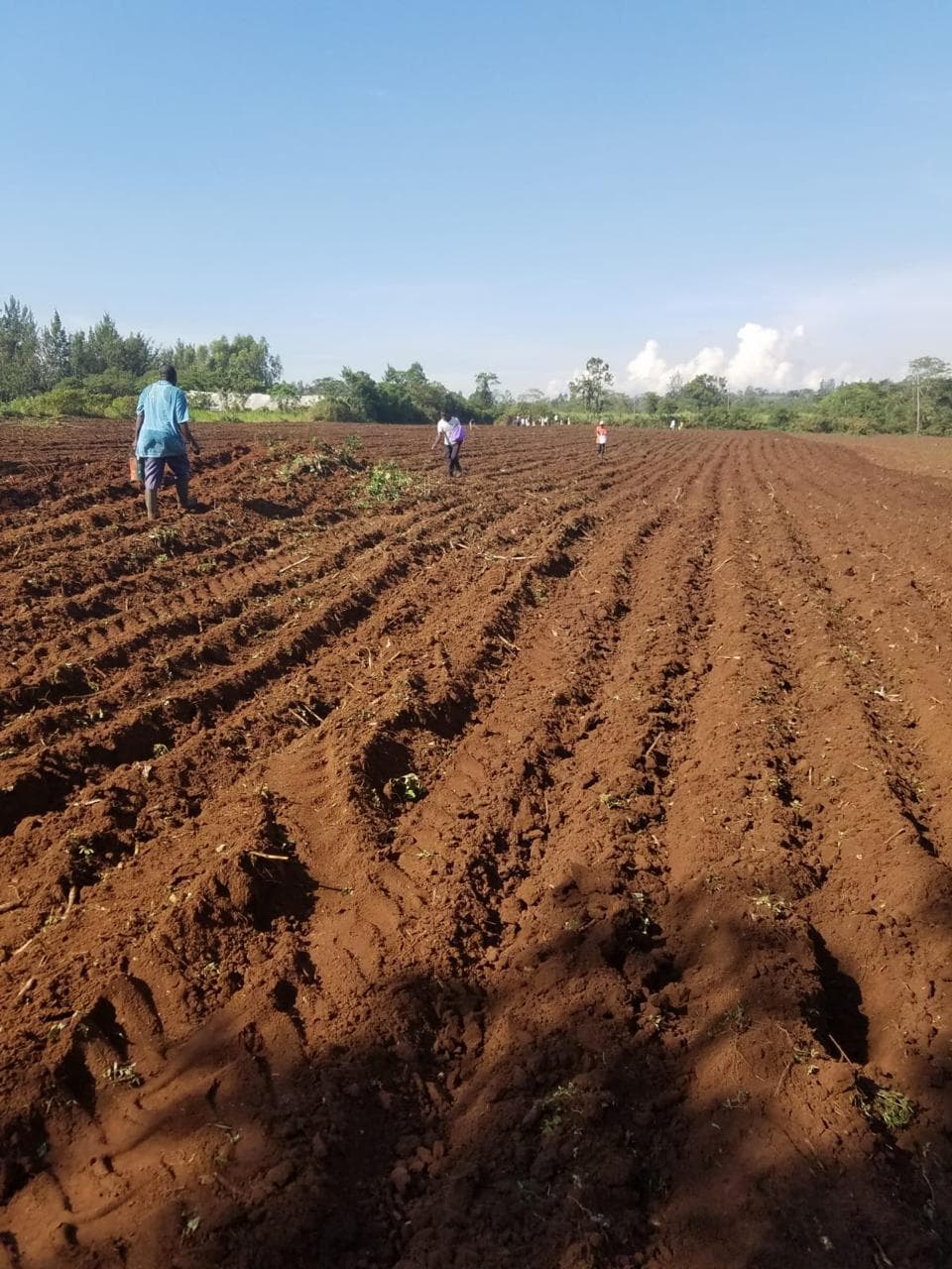 People working among freshly cultivated rows in a field under a blue sky.