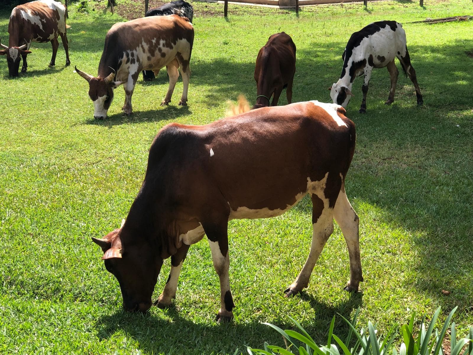 Cattle grazing on green grass in a tree-lined pasture.