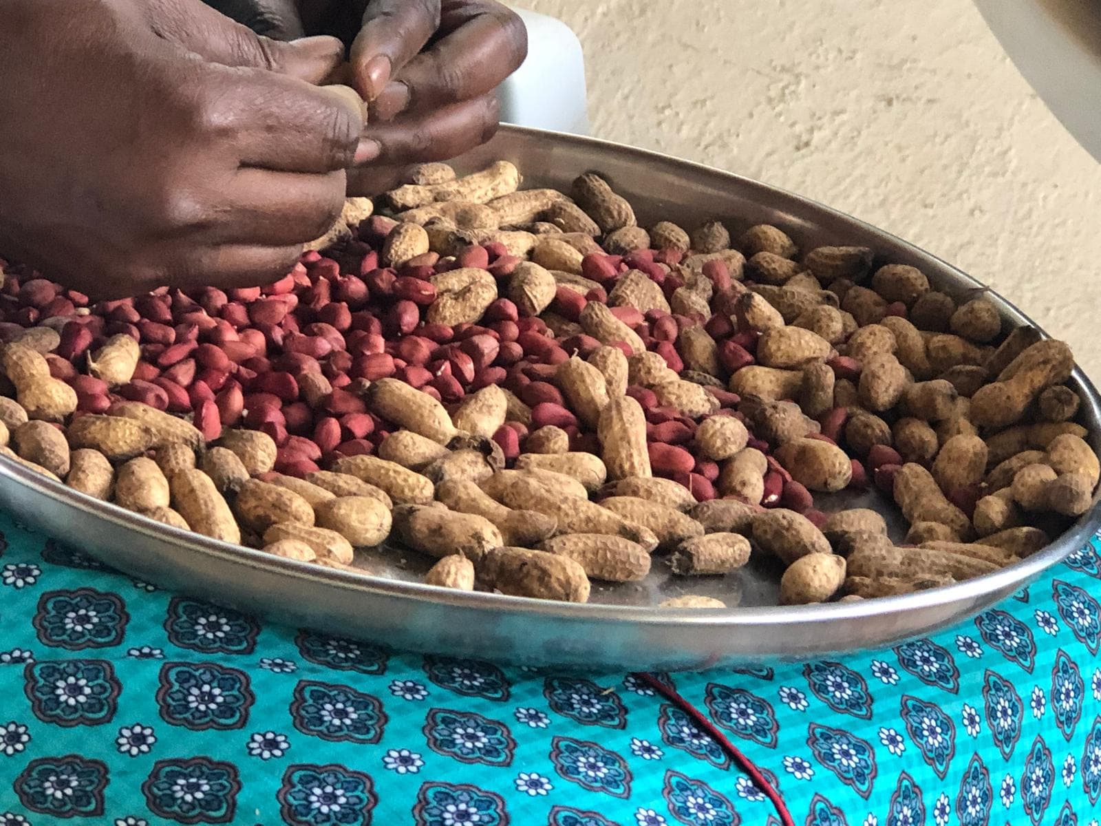 Hands shelling groundnuts over a metal tray of peanuts and shells.