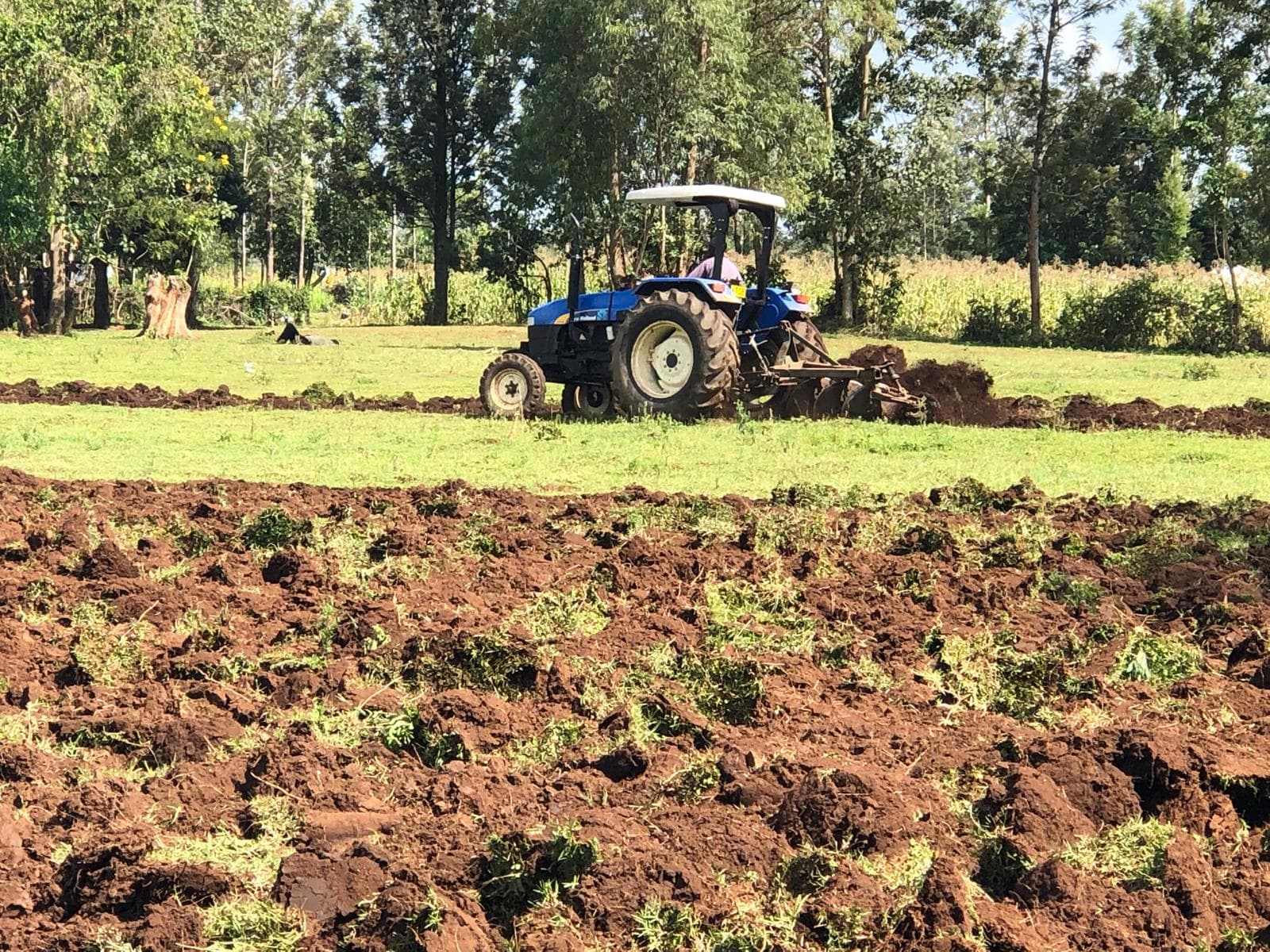 A blue tractor ploughing a grassy field bordered by trees.