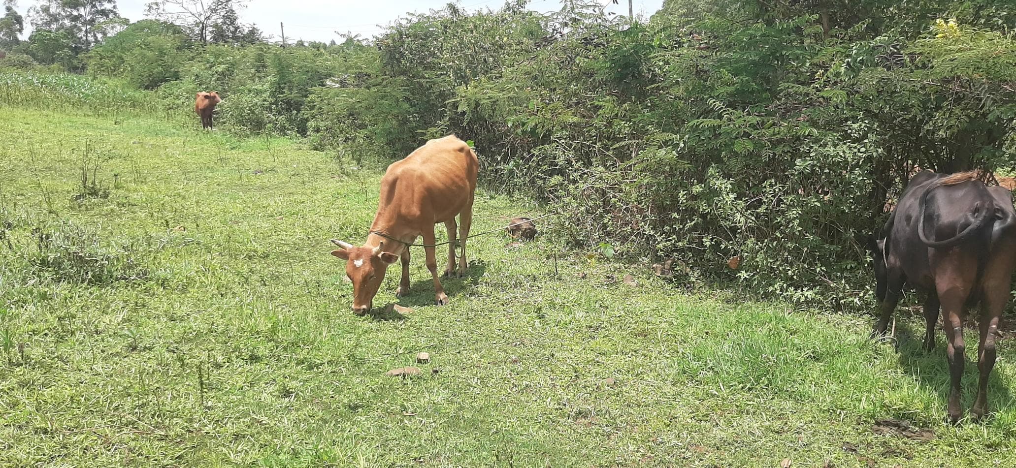 Kisumu Field Station