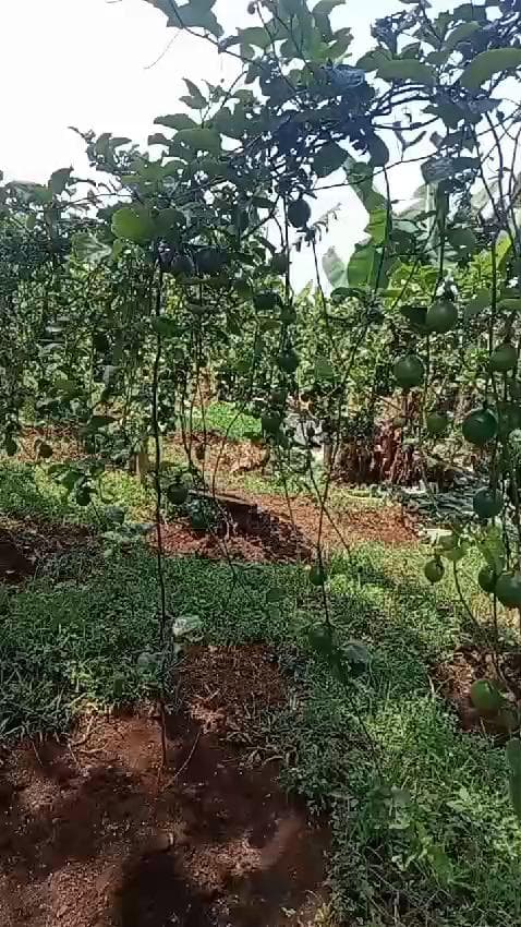 Certificate in Sustainable Farming