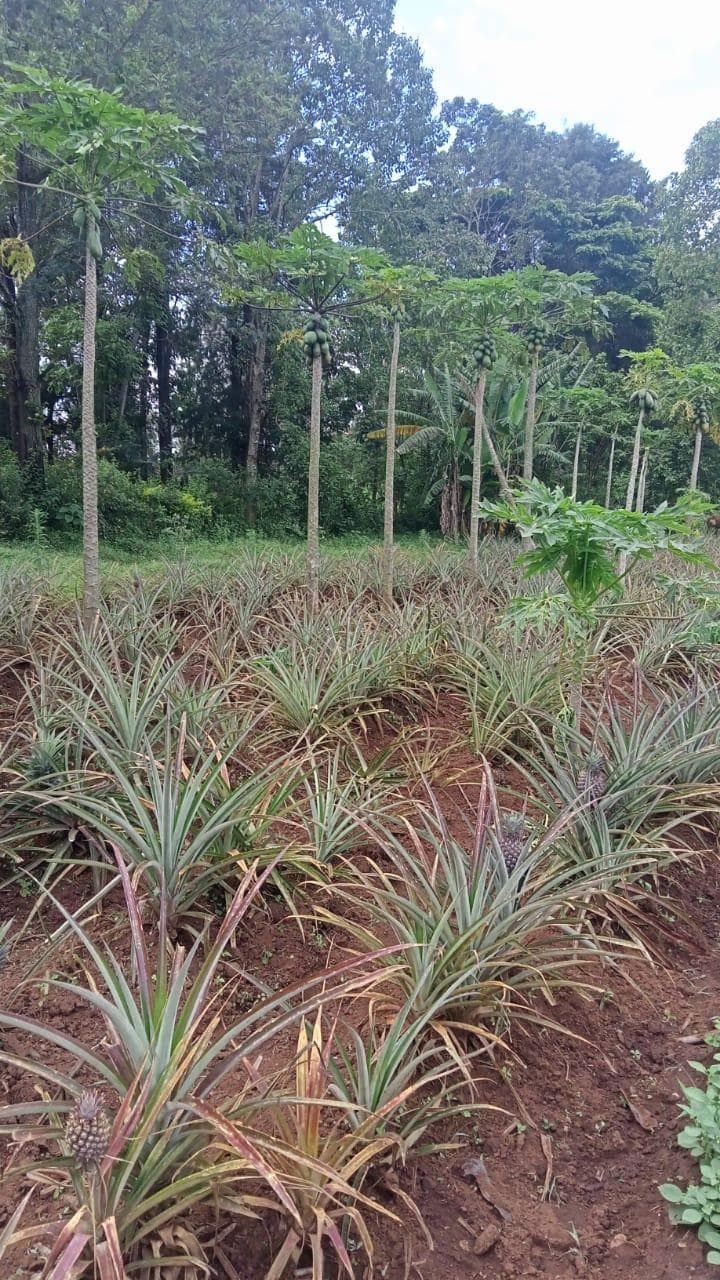 Greenhouse & Controlled Environment Complex