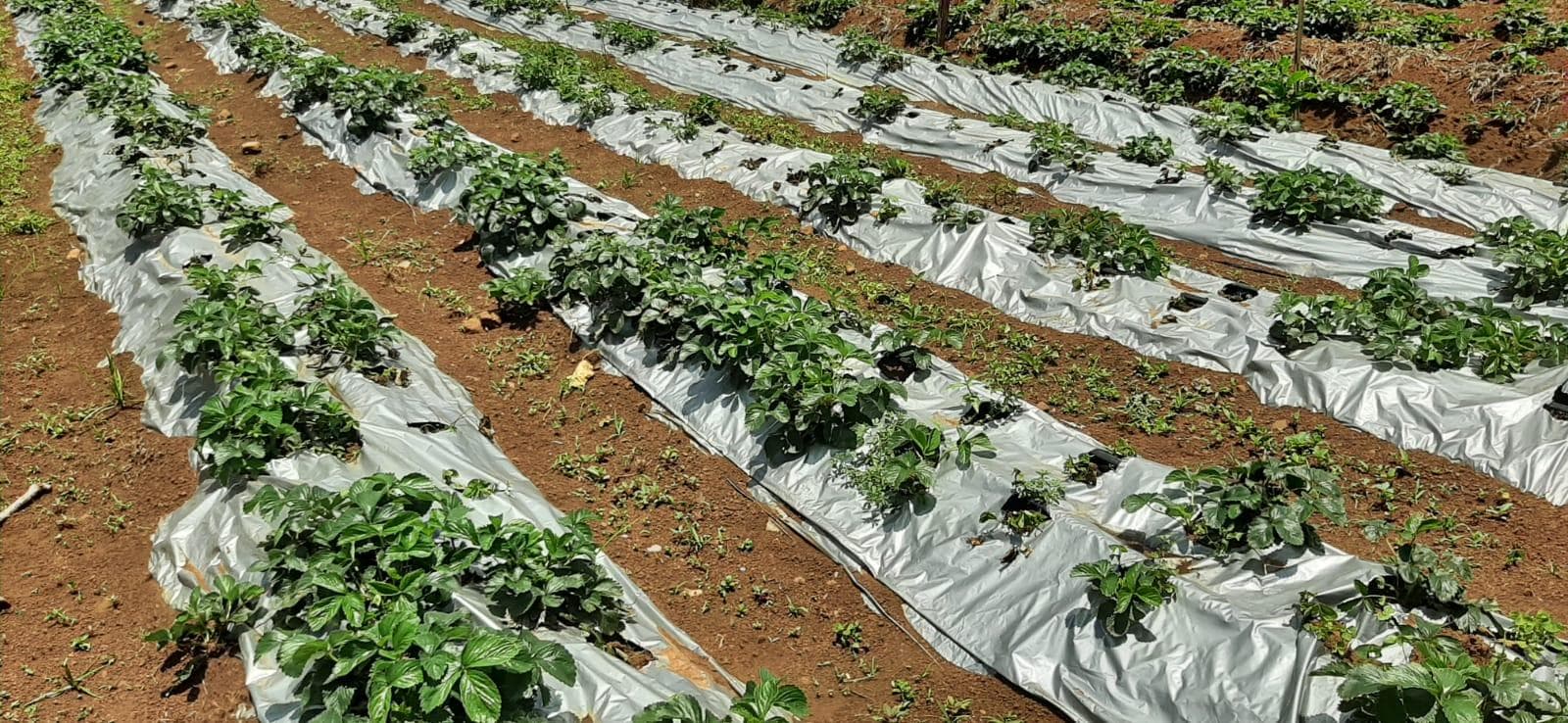 Certificate in Sustainable Farming