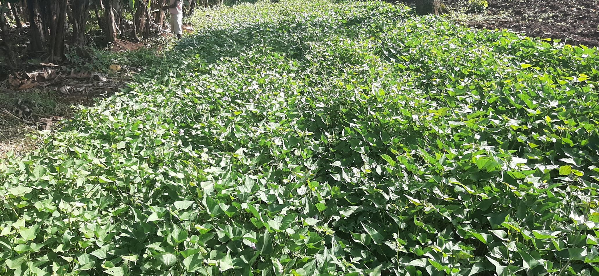 Modern Irrigation Techniques