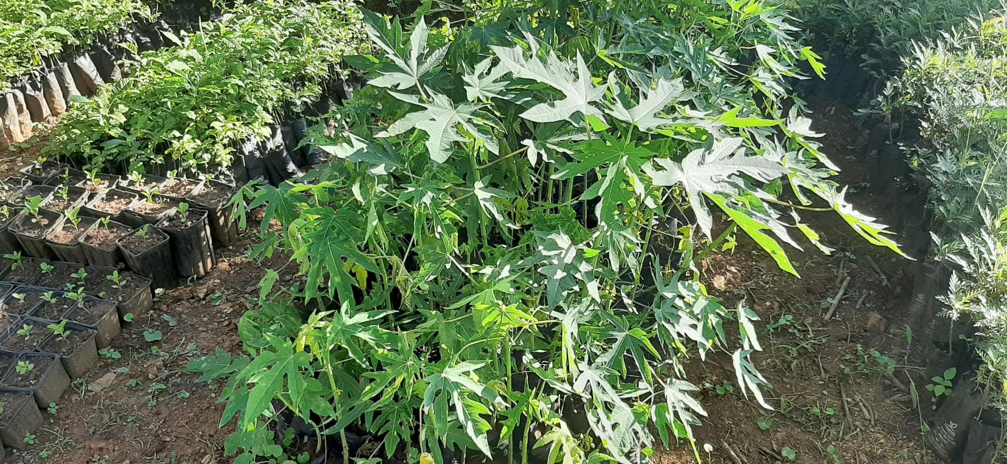Tree nursery at OKIRAT research farm